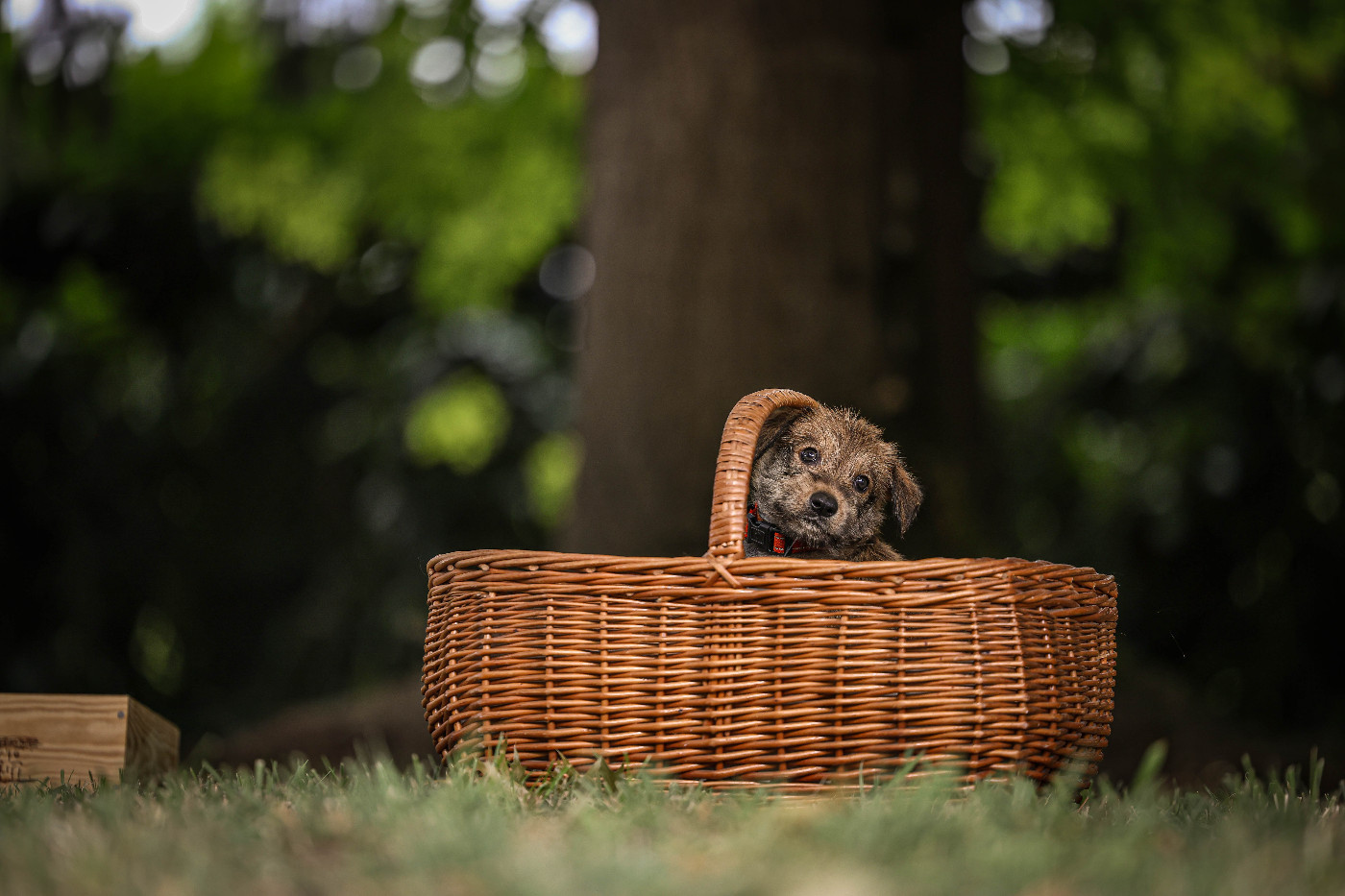 de La Mémoire D'Orok - Chiots disponibles - Berger de Picardie