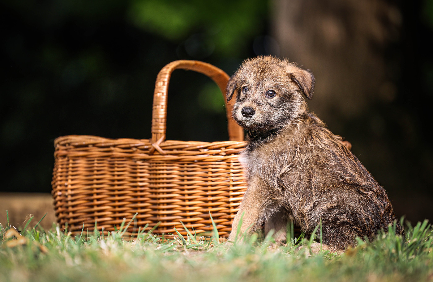 de La Mémoire D'Orok - Chiots disponibles - Berger de Picardie